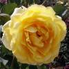 Roseira 'Golden Gate'