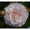 Roseira 'Gruss an Aachen'