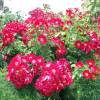 Roseira 'Red Dot'