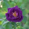 Roseira 'Rhapsody in Blue'