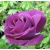 Roseira 'Rhapsody in Blue'