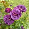 Roseira 'Rhapsody in Blue'