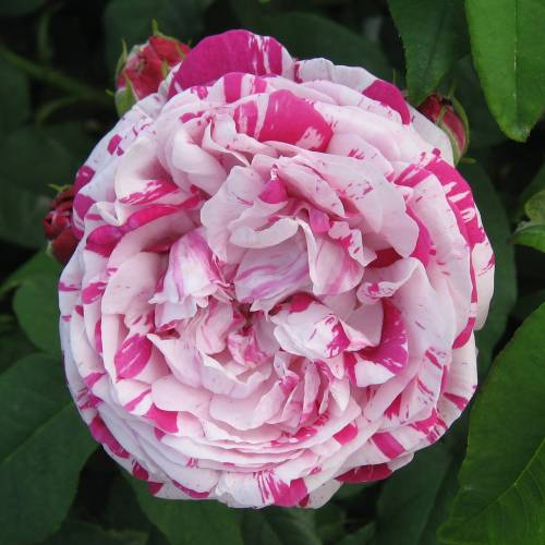 Roseira 'Variegata di Bologna' : venda Roseira 'Variegata di Bologna' /  Rosa Variegata di Bologna