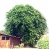 Árvore-da-borracha