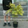 Bordo do Jap�o 'Osakazuki'