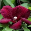 Clematite 'Rouge cardinal'