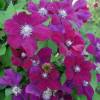 Clematite 'Rouge cardinal'
