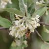 Elaeagnus de frutos goumi vermelhos