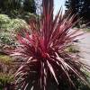 Cordyline australis 'Red Star'