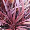 Cordyline australis 'Red Star'