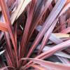 Cordyline australis 'Red Star'