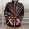 Cordyline australis 'Red Star'