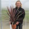 Cordyline australis 'Red Star'