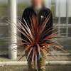 Cordyline australis 'Red Star'