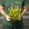 Planta Eugenia 'Newport'