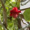 Schisandra com flores vermelhas