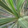 Cordyline australis 'Torbay dazzler'