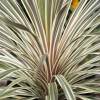 Cordyline australis 'Torbay dazzler'