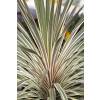 Cordyline australis 'Torbay dazzler'