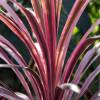 Cordyline australis rosa