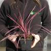 Cordyline australis rosa