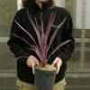 Cordyline australis rosa