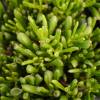 Crassula ovata Hobbit