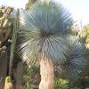 Yucca rostrata