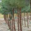 Casuarina, Pinheiro-da-Austrlia