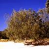 Casuarina, Pinheiro-da-Austrlia