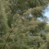 Casuarina, Pinheiro-da-Austrlia