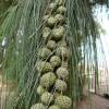 Casuarina, Pinheiro-da-Austrlia