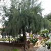 Casuarina, Pinheiro-da-Austrlia