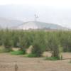 Casuarina, Pinheiro-da-Austrlia