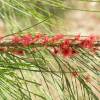 Casuarina, Pinheiro-da-Austrlia