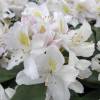 Rododendro branco 'Mme Masson'