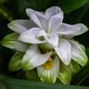 Curcuma