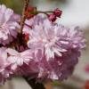 Cerejeira do Japão Chorão 'Kiku-shidare-zakura'