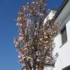 Cerejeira do Japão de porte coluna 'Amanogawa'