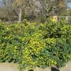 Coronilla valentina glauca, Pascoinha