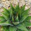 Agave da montanha