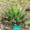 Agave da montanha