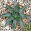 Agave da montanha