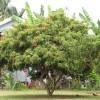 Litchia 'Kwai May Pink'