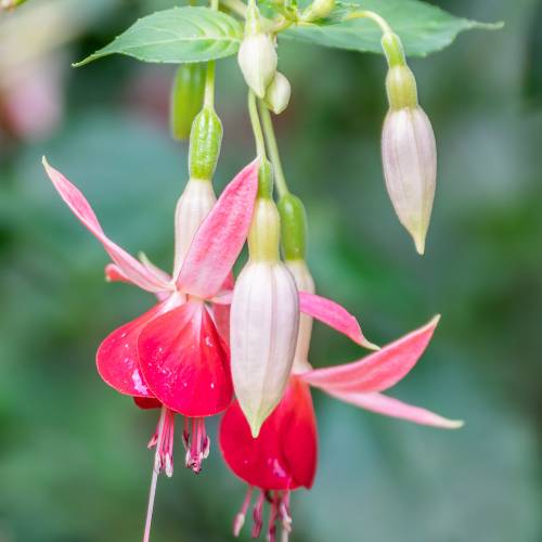 Brinco-de-princesa, Fúcsia 'Célia Smedley'