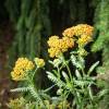 Achillea mil folhas laranja