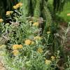 Achillea mil folhas laranja