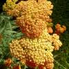 Achillea mil folhas laranja