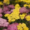 Achillea mil folhas rosa