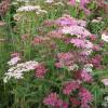 Achillea mil folhas rosa